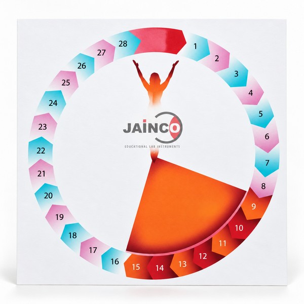 Menstrual Cycle Chart